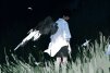 ROS.W-ЕR